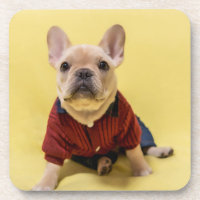 Animaux de bébés cutest | French Bulldog habillé