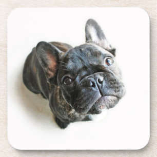 Dessous-de-verre Animaux de bébés cutest   French Bulldog Look Up