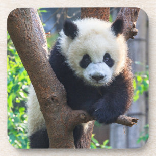 Dessous-de-verre Animaux de bébés cutest   Géant Panda Cub