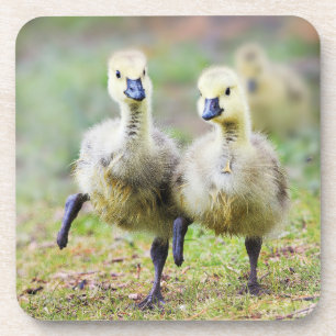 Dessous-de-verre Animaux de bébés cutest   Goélands d'oies canadien