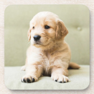 Dessous-de-verre Animaux de bébés cutest   Golden Retriever Puppy