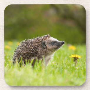 Dessous-de-verre Animaux de bébés cutest   Hérisson européen