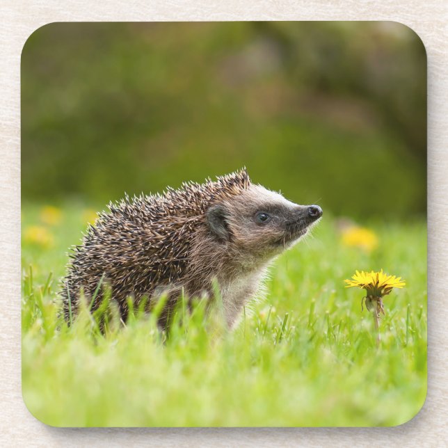 Dessous-de-verre Animaux de bébés cutest | Hérisson européen (Devant)