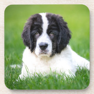 Dessous-de-verre Animaux de bébés cutest Newfoundland Puppy