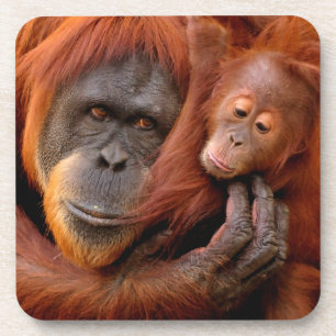 Dessous-de-verre Animaux de bébés cutest Orangutan Maman & Baby