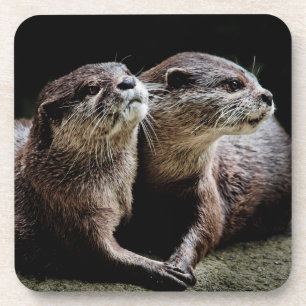 Dessous-de-verre Animaux de bébés cutest   Otters tenant les mains