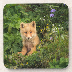 Dessous-de-verre Animaux de bébés cutest   Renard rouge à Umnak Ala