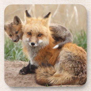 Dessous-de-verre Animaux de bébés cutest   Renard rouge et bébé
