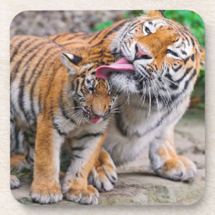Dessous-de-verre Animaux de bébés cutest Sibérie Tiger Famille