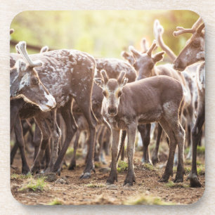 Dessous-de-verre Animaux de bébés cutest Svalbard Reindeer