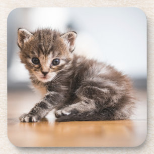 Dessous-de-verre Animaux de bébés cutest   Tiny Tabby Kitten