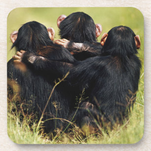 Dessous-de-verre Animaux de bébés cutest   Trois chimpanzés en trai