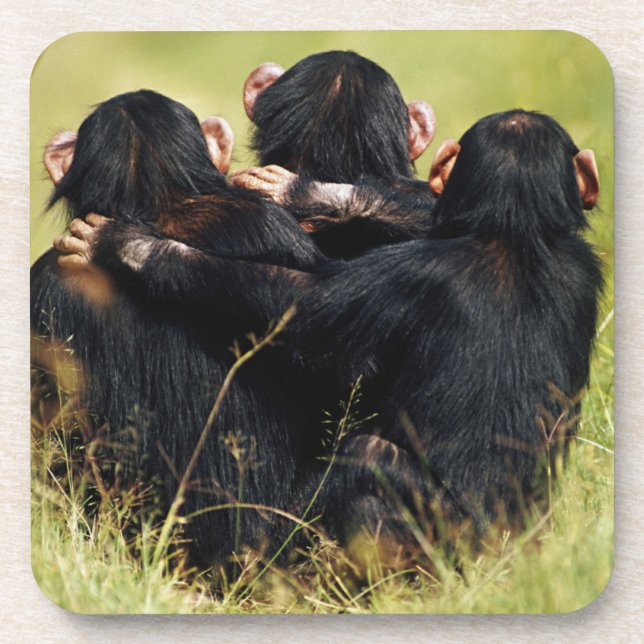 Dessous-de-verre Animaux de bébés cutest | Trois chimpanzés en trai (Devant)