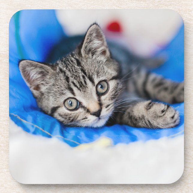 Dessous-de-verre Animaux de bébés cutest | Tunnel Tabby Kitten en J (Devant)