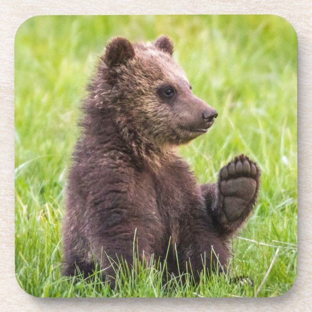 Dessous-de-verre Animaux de bébés cutest | Vague d'ours Brown (Devant)