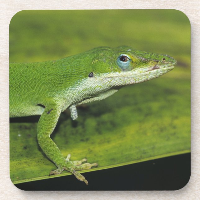 Dessous-de-verre Anolis carolinensis, adulte sur palme (Devant)