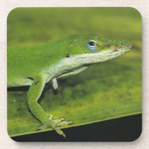 Dessous-de-verre Anolis vert, Anolis carolinensis, adulte sur un pa