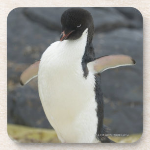 Dessous-de-verre Antarctique