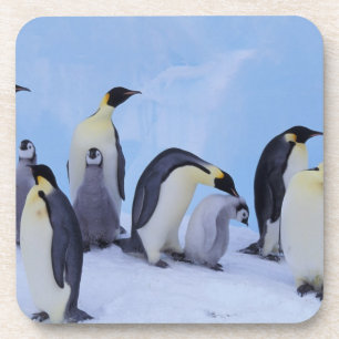 Dessous-de-verre Antarctique, Emporer Penguins