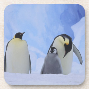 Dessous-de-verre Antarctique. Manchots empereurs et poussin