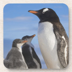 Dessous-de-verre Antarctique, Neko Cove (Port). Manchot gentoo 2