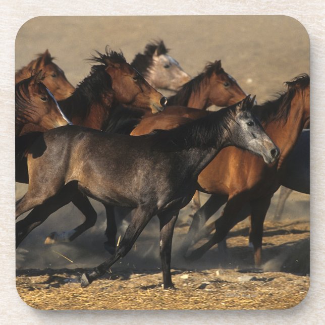 Dessous-de-verre Arabes courant dans le désert (Devant)