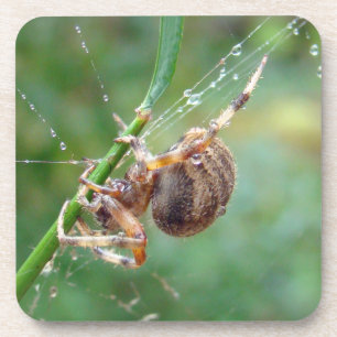 Dessous-de-verre Araneus - Orb Weaver Spider