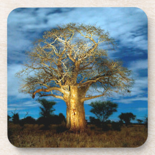 Dessous-de-verre Arbre Baobab (Adansonia) illuminé par la lune