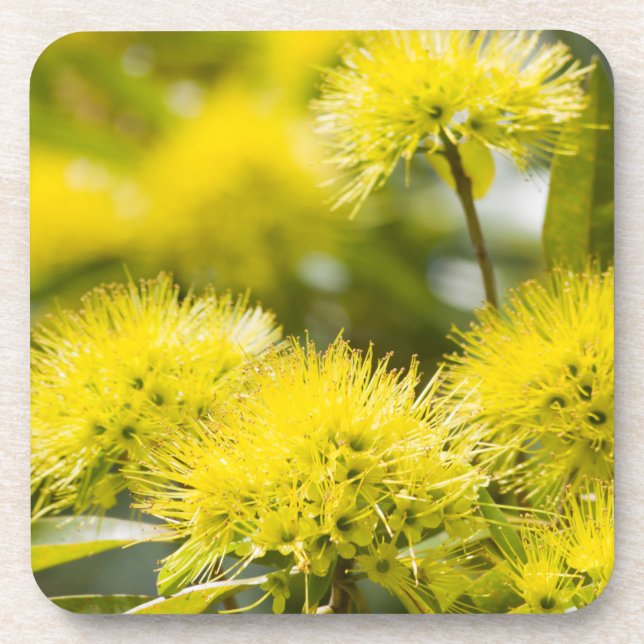 Dessous-de-verre Arbre de mimosa jaune vif (Devant)