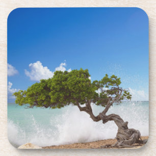 Dessous-de-verre Arbre Divi Divi, Eagle Beach, Aruba, Caraïbes