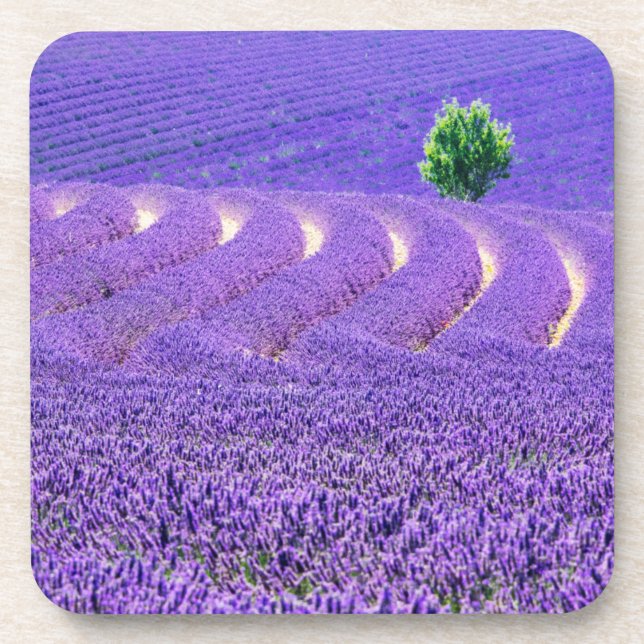 Dessous-de-verre Arbre solitaire à Lavender Field, France (Devant)