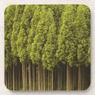 Dessous-de-verre Arbres de cèdre de Koya Sugi