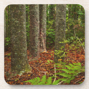 Dessous-de-verre Arbres Kuri   Nouvelle-Zélande