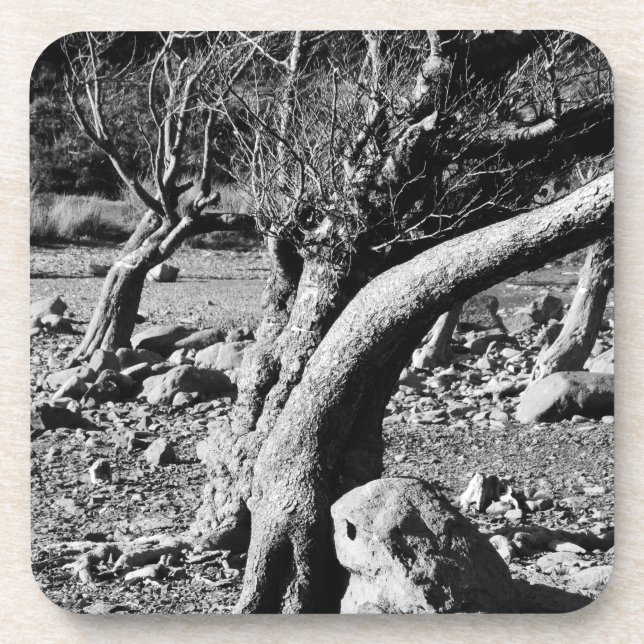 DESSOUS-DE-VERRE ARBRES NOIRS ET BLANCS (Devant)