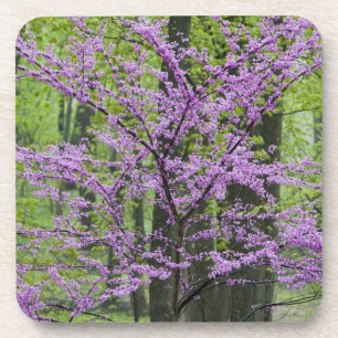Dessous-de-verre Arbres Redbud en pleine floraison printanière près