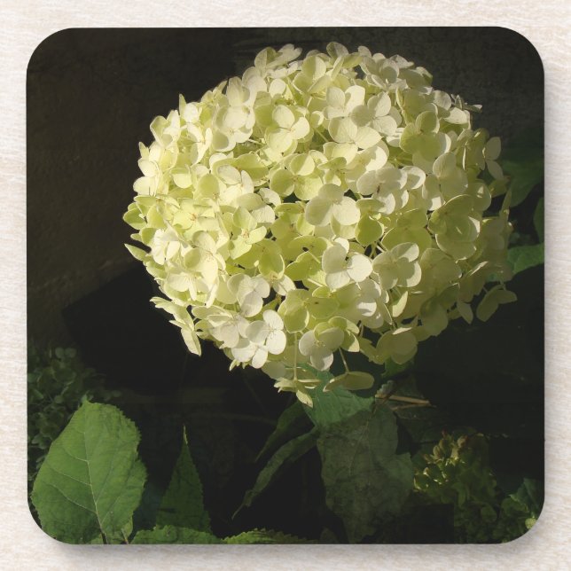Dessous-de-verre Archarme Annabelle Hydrangea Bloom (Devant)