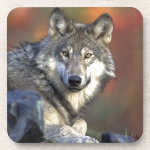 Dessous-de-verre Art de Wolf Lovers