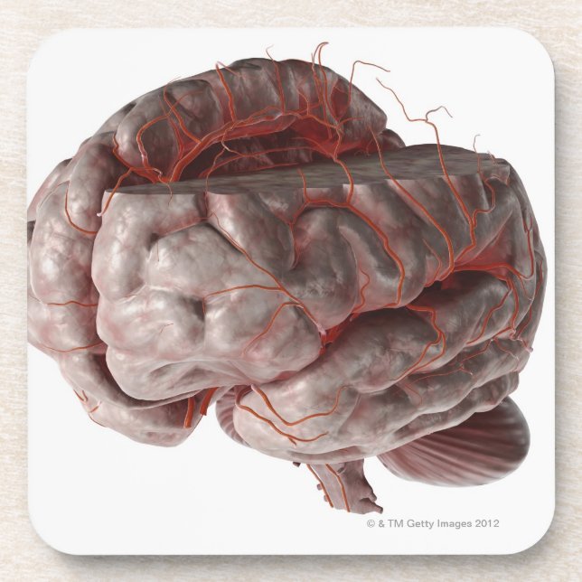 Dessous-de-verre Artères du cerveau 3 (Devant)