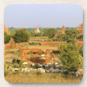 Dessous-de-verre Asie, Myanmar (Birmanie), Bagan (Pagan). Des vache