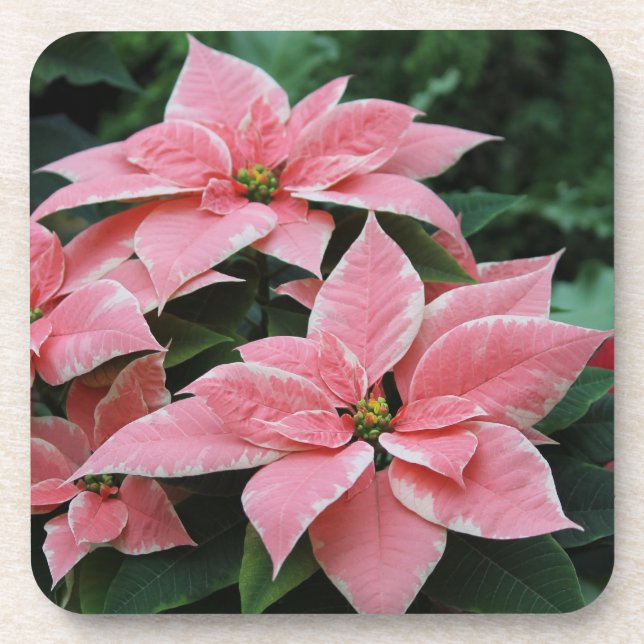 Dessous de verre assez roses de poinsettia (Devant)