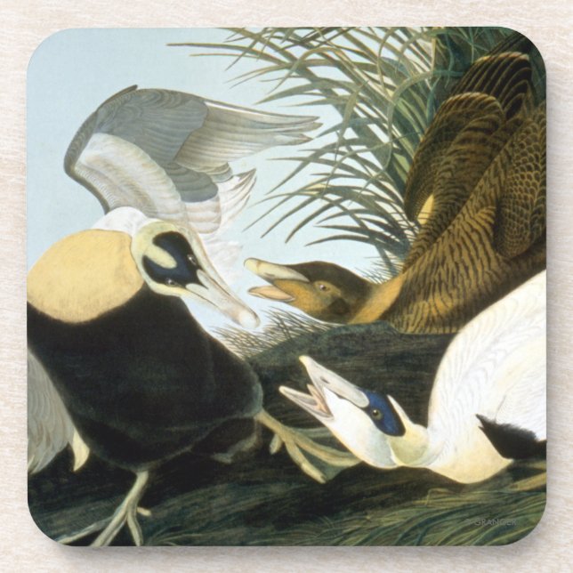 Dessous-de-verre Audubon : Canard d'Eider (Devant)