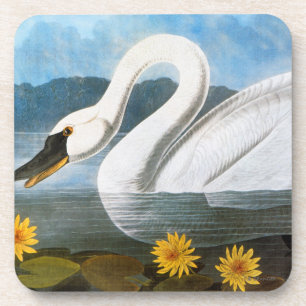 Dessous-de-verre Audubon : Cygne commun