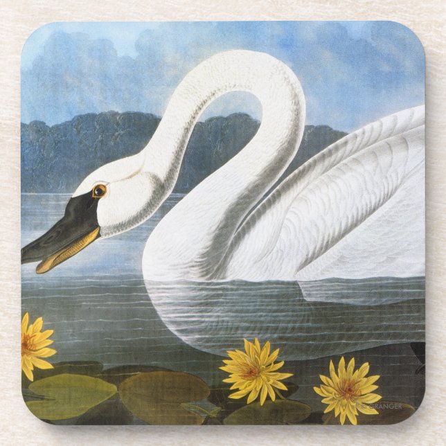 Dessous-de-verre Audubon : Cygne commun (Devant)