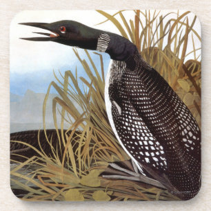 Dessous-de-verre Audubon : Dingue commun