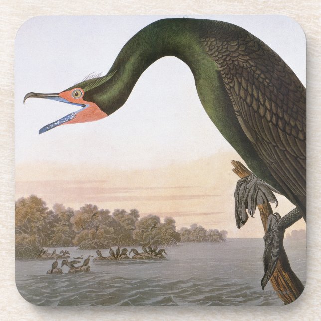 Dessous-de-verre Audubon : Double Cormorant crêté (Devant)