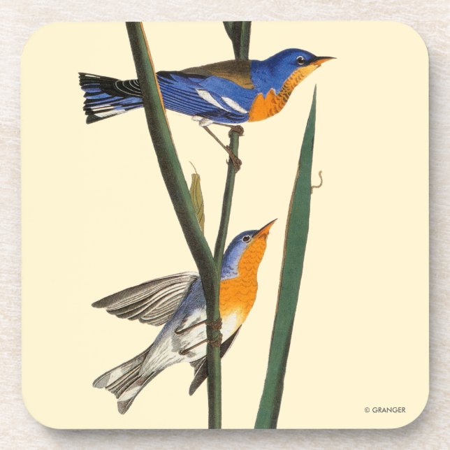 Dessous-de-verre Audubon : Fauvette (Devant)