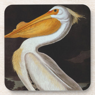 Dessous-de-verre Audubon : Grand pélican blanc