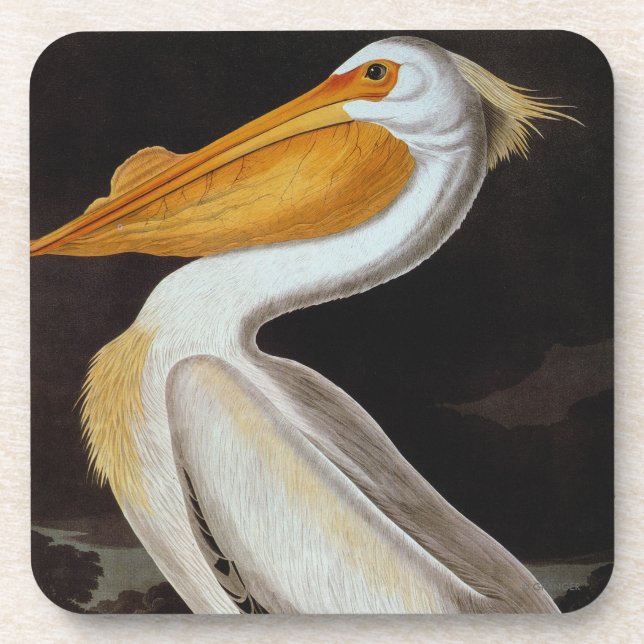 Dessous-de-verre Audubon : Grand pélican blanc (Devant)