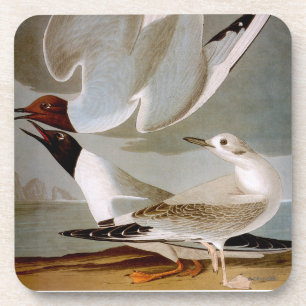 Dessous-de-verre Audubon : La mouette de Bonaparte