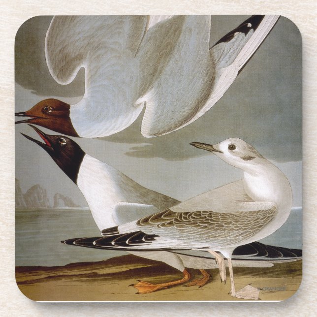 Dessous-de-verre Audubon : La mouette de Bonaparte (Devant)